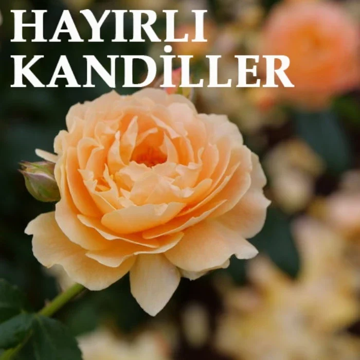 2026 Mevlid Kandili mesajları ve sözleri: Kısa, uzun, dualı, anlamlı ve ayetli en güzel kandil mesajları