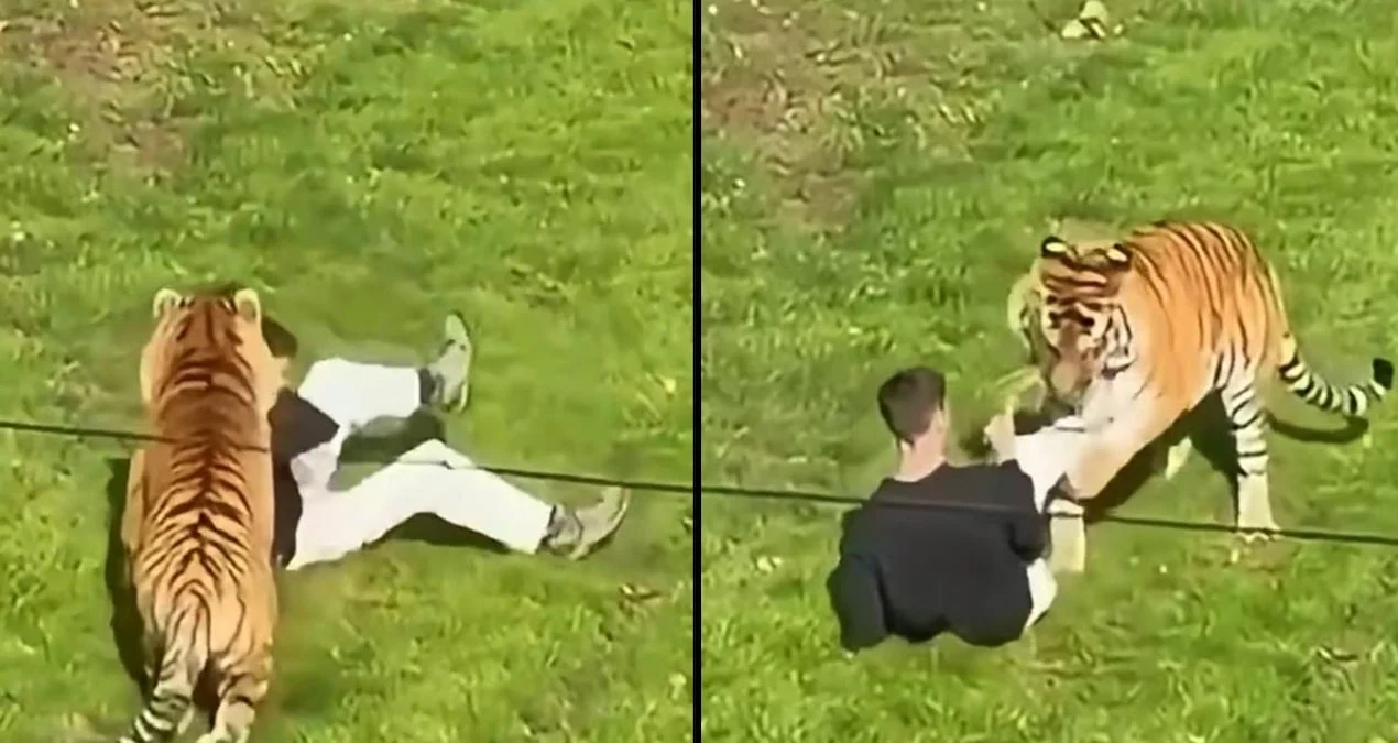 Bengal kaplanının alanına giren kişi hayvanat bahçesinde öldü