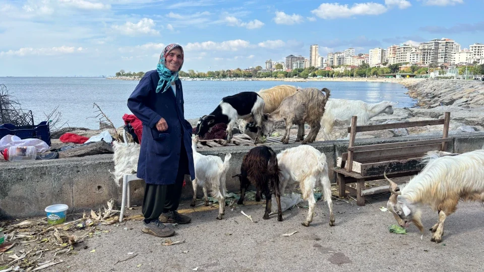 Bostancı sahilinde 50 keçinin peşinde bir hayat