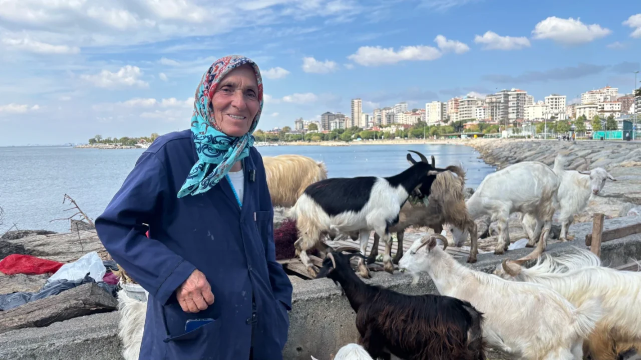 Bostancı sahilinde 50 keçinin peşinde bir hayat