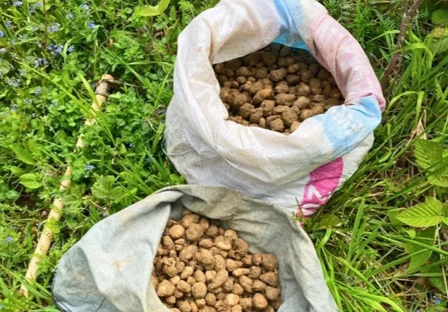 Bu bitkiyi koparmanın bedeli ağır oldu: Tek seferde kesilen ceza dudak uçuklattı