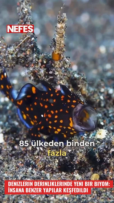 Denizlerin Derinliklerinde Yeni Bir Biyom: İnsana Benzer Yapılar Keşfedildi