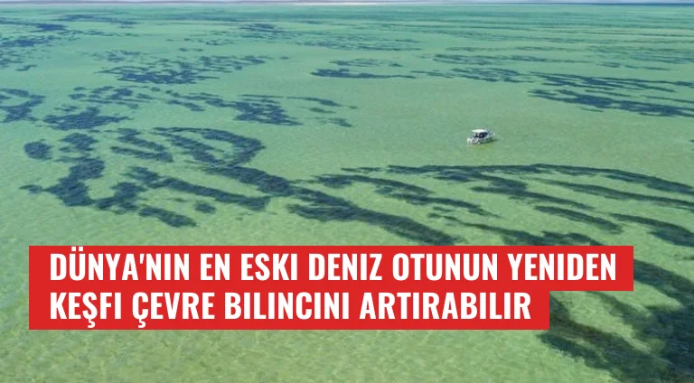 Dünya'nın En Eski Deniz Otunun Yeniden Keşfi Çevre Bilincini Artırabilir