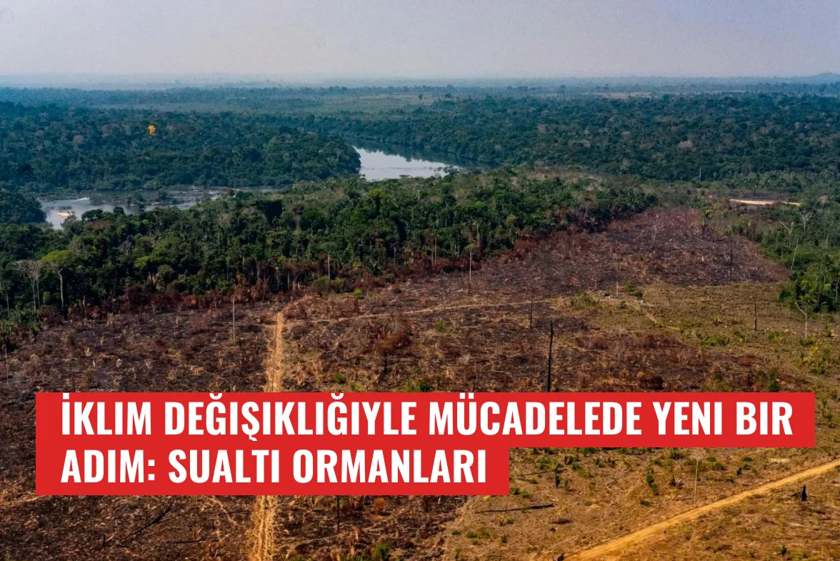 İklim Değişikliğiyle Mücadelede Yeni Bir Adım: Sualtı Ormanları
