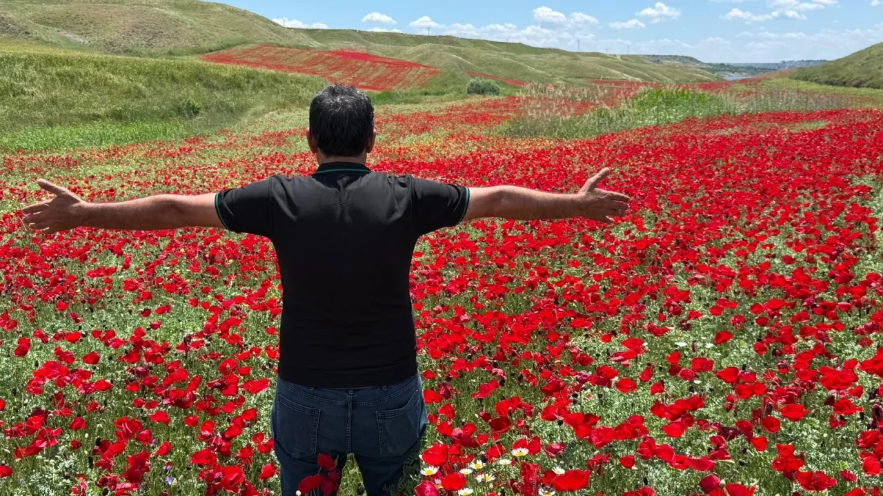 Nohut tarlası bir anda kırmızı oldu