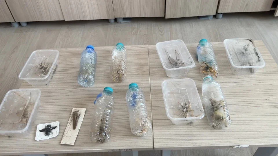 Türkiye'de yakalandılar! Çinlilerin peşine düştüğü çekirgelerin sırrı ortaya çıktı