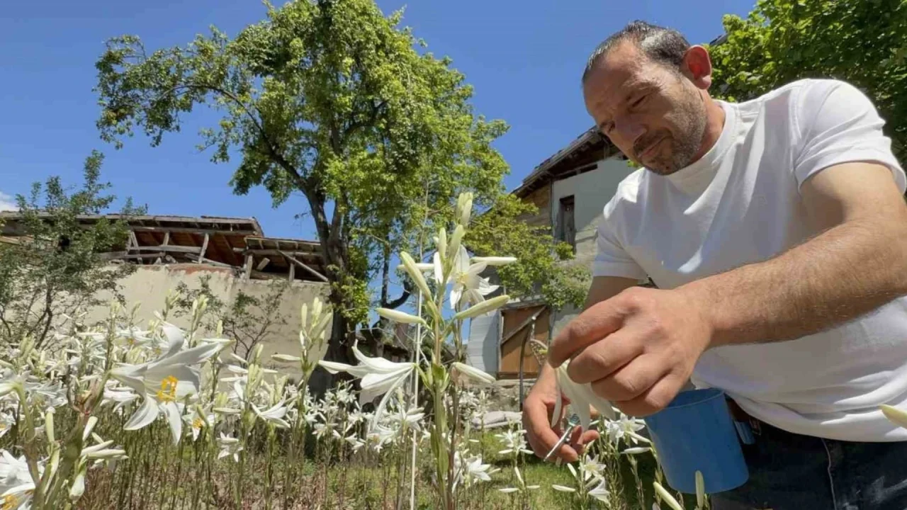 Yetiştirmesi zahmetli, kazancı yüksek: Yağının litresi 270 bin TL'yi aşıyor